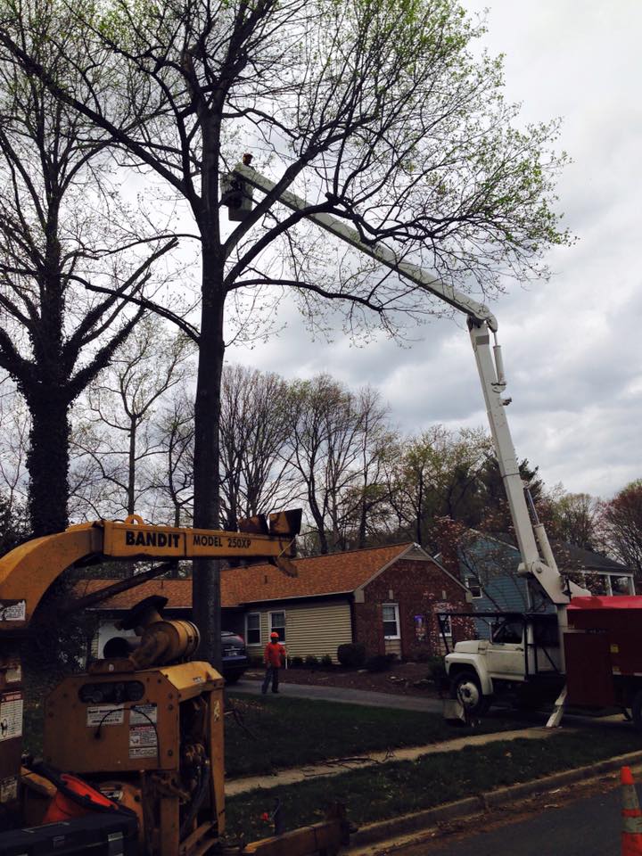 Specialized rigging and access equipment for tree removal
