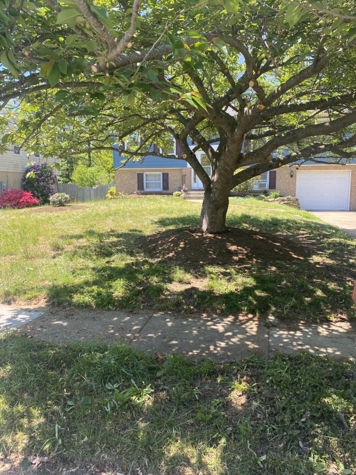 Crown pruning on a residential tree in Maryland