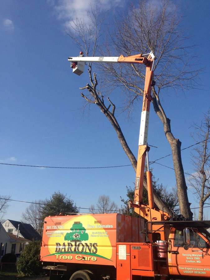 Elevated canopy pruning using specialized equipment