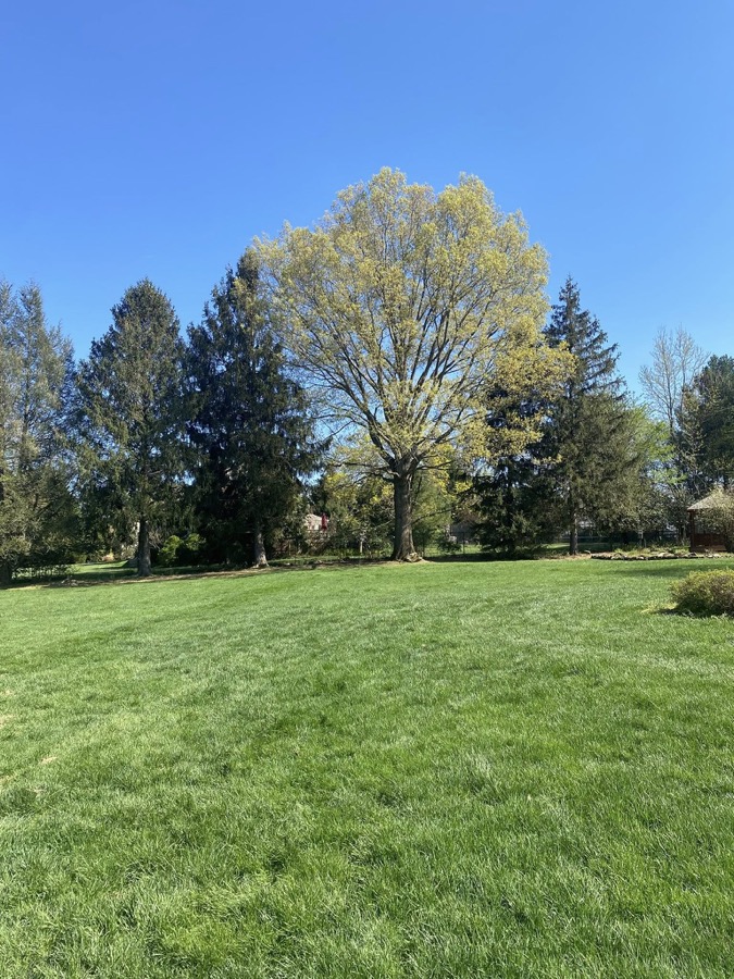 Structural pruning to improve tree form and reduce failure risk