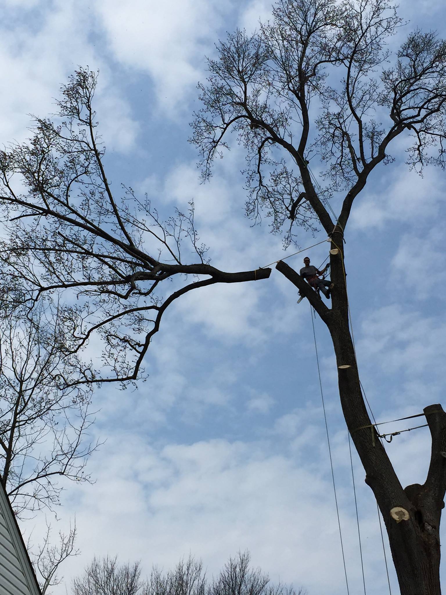 Hazardous canopy tree removal by Barton's Tree Care