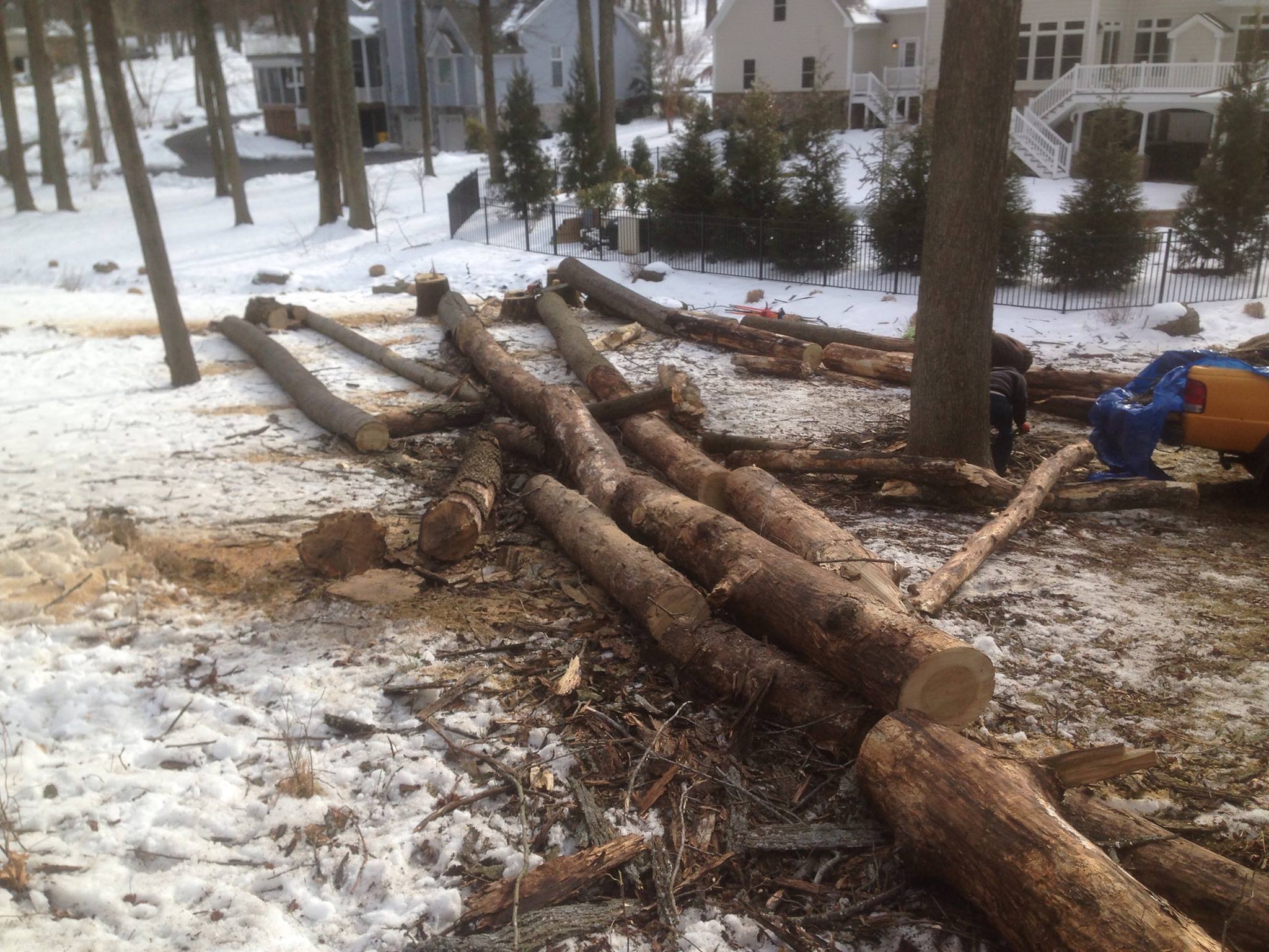 Complete tree removal and property cleanup in Maryland