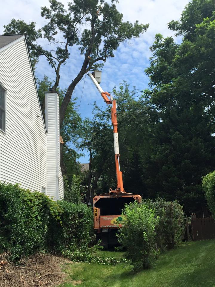 Elevated access equipment used for difficult canopy tree removal