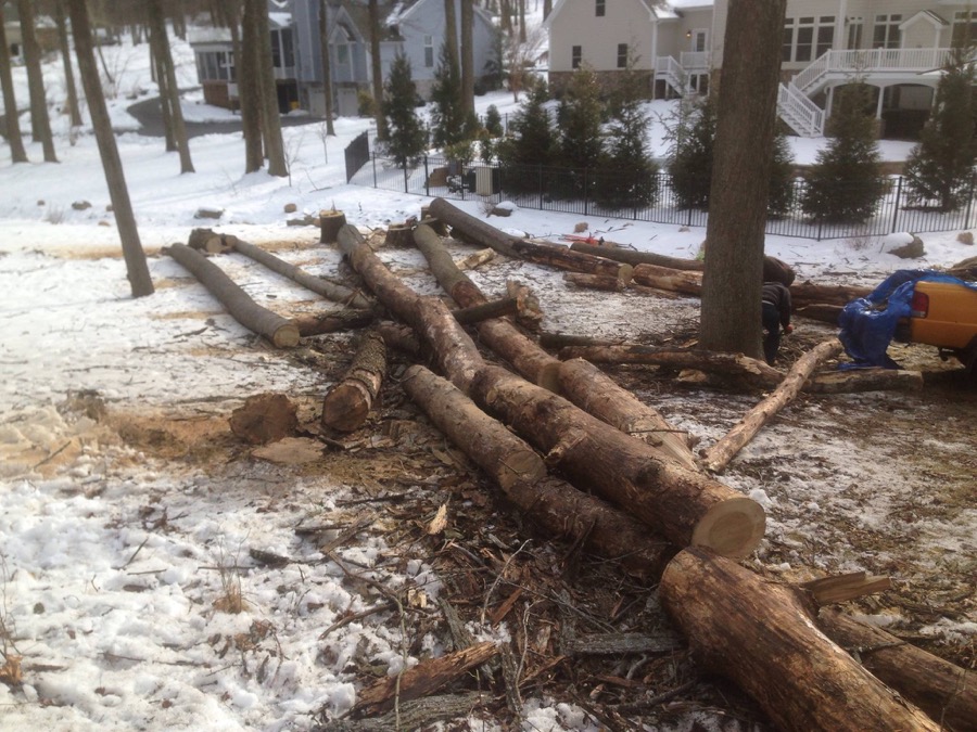 Complete tree removal and property cleanup in Maryland