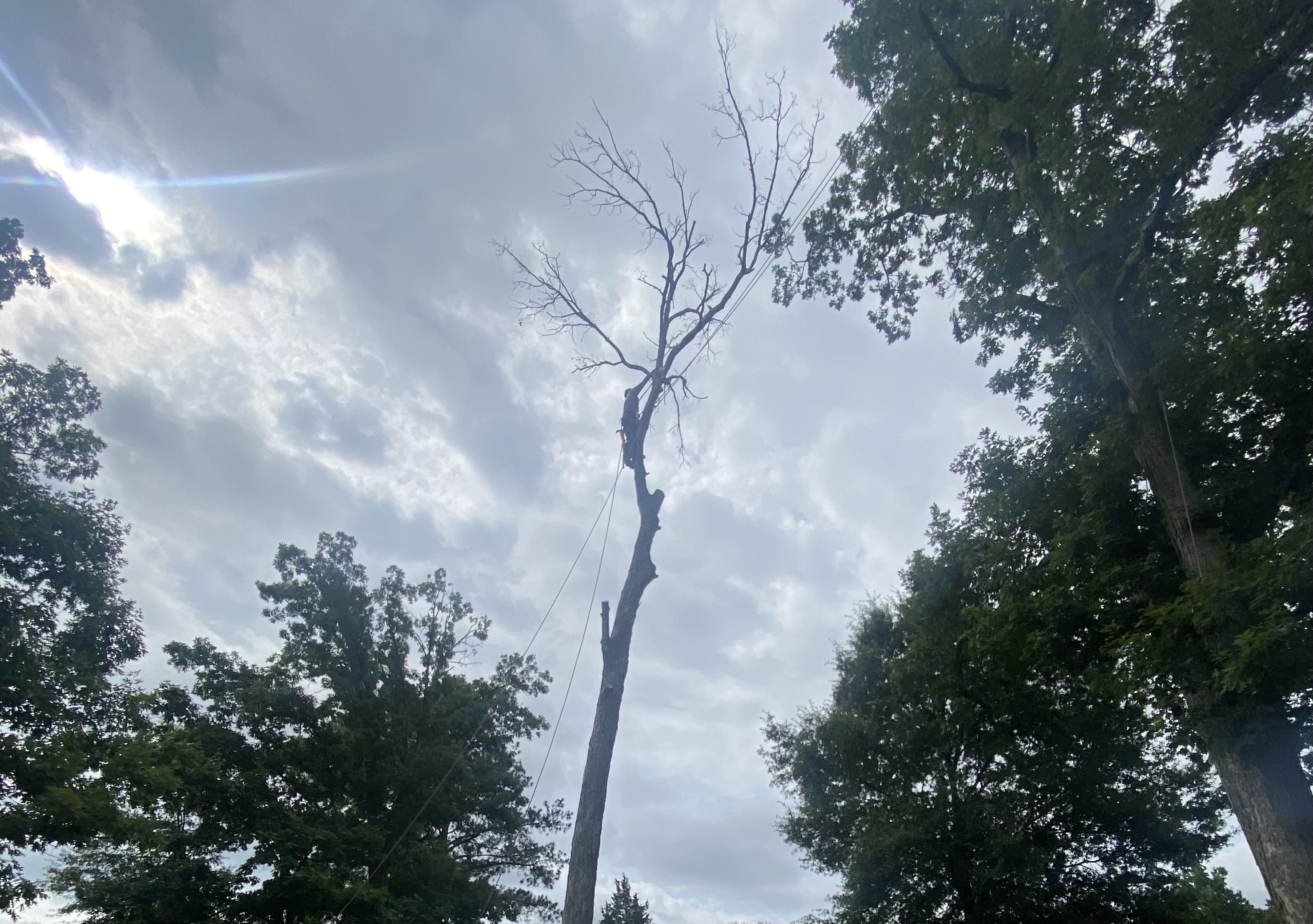 Hazardous canopy tree removal by Barton's Tree Care