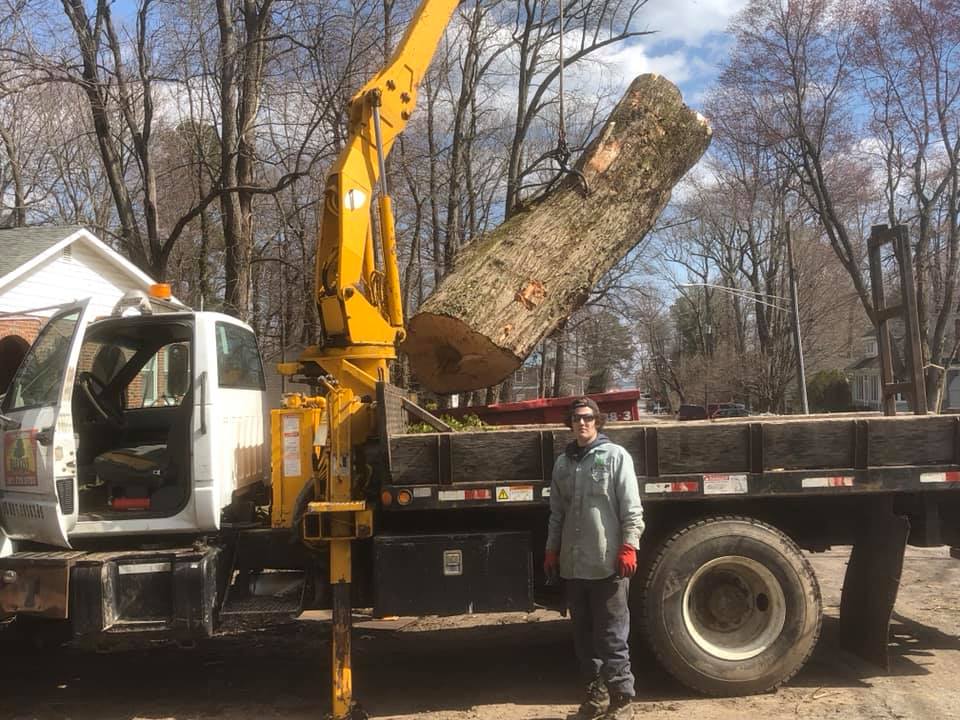 Large tree removal on a residential property in Maryland