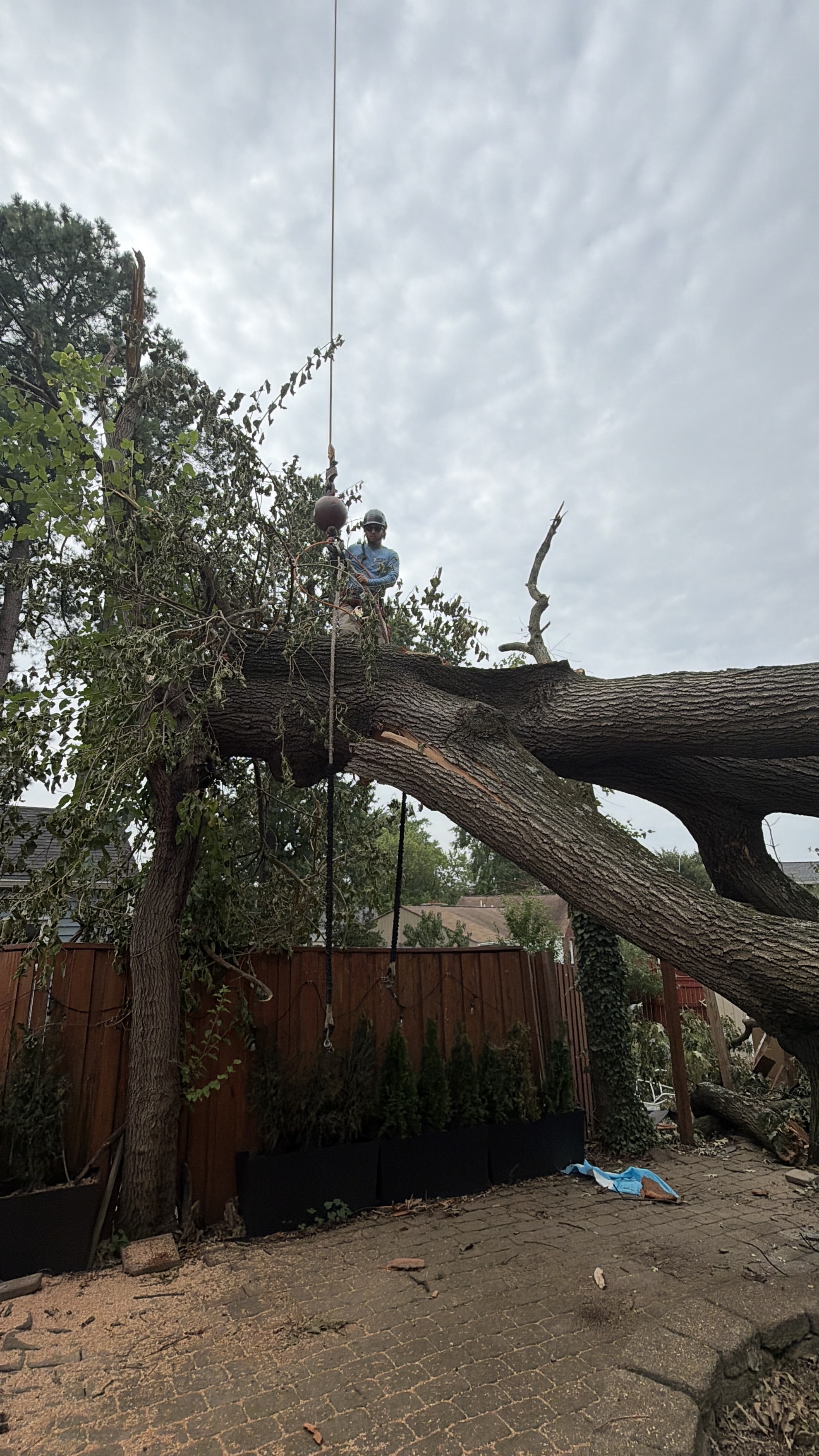 Barton's Tree Care climber rigging and removing a massive fallen tree on an emergency call