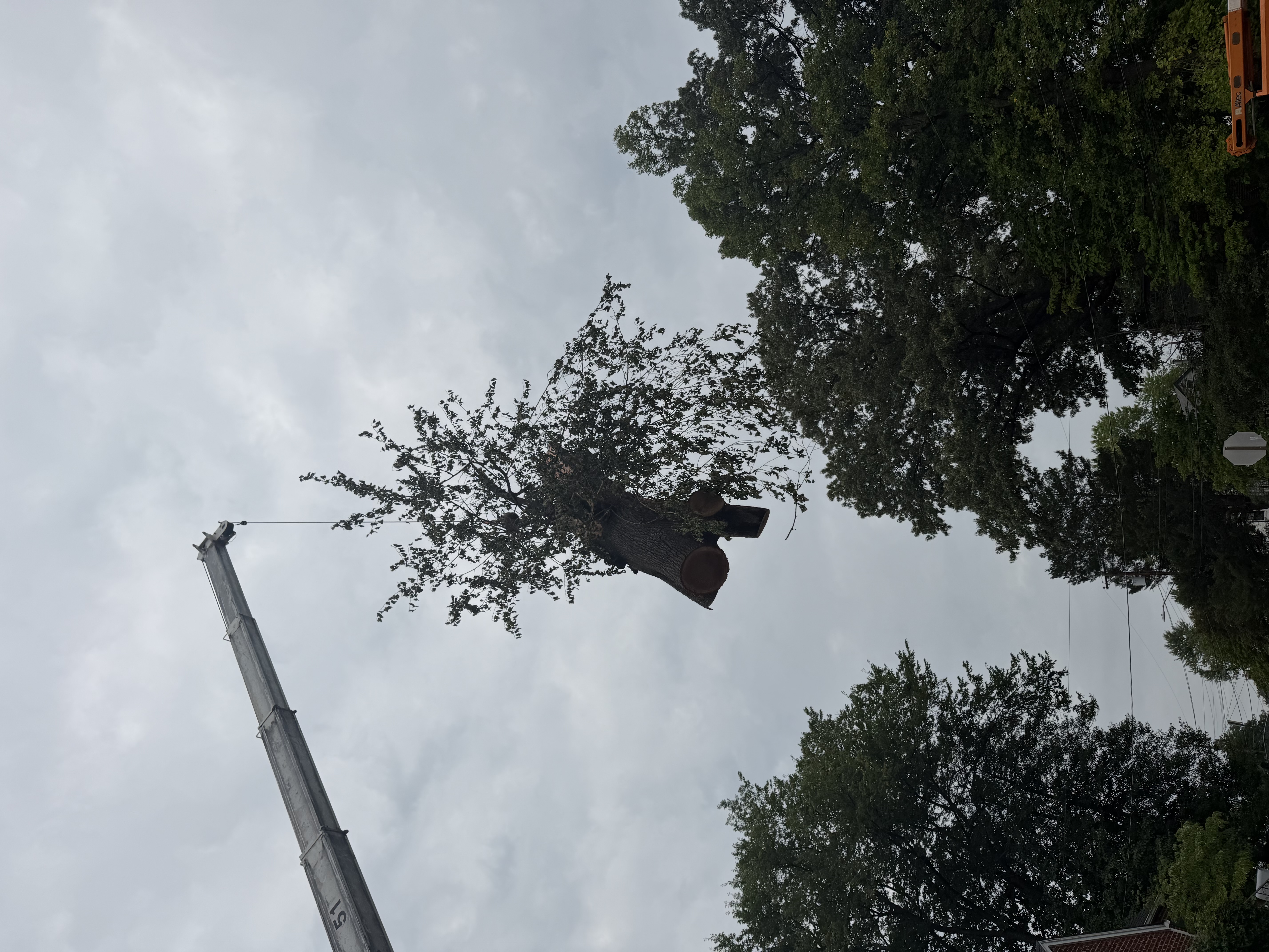 Crane lifting a large tree section during removal by Barton's Tree Care