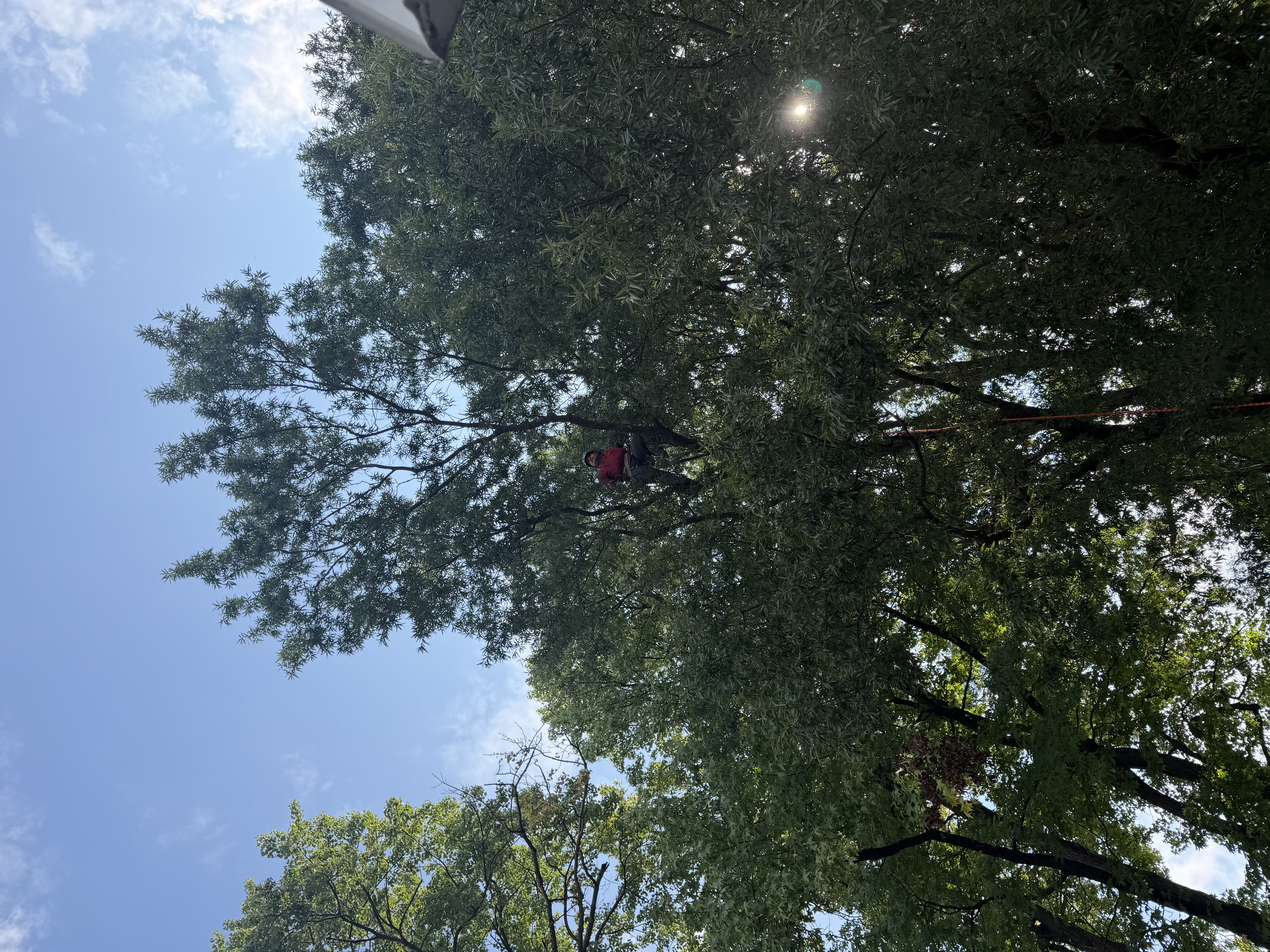 Barton's climber positioned within the canopy of a living tree, working carefully among the branches
