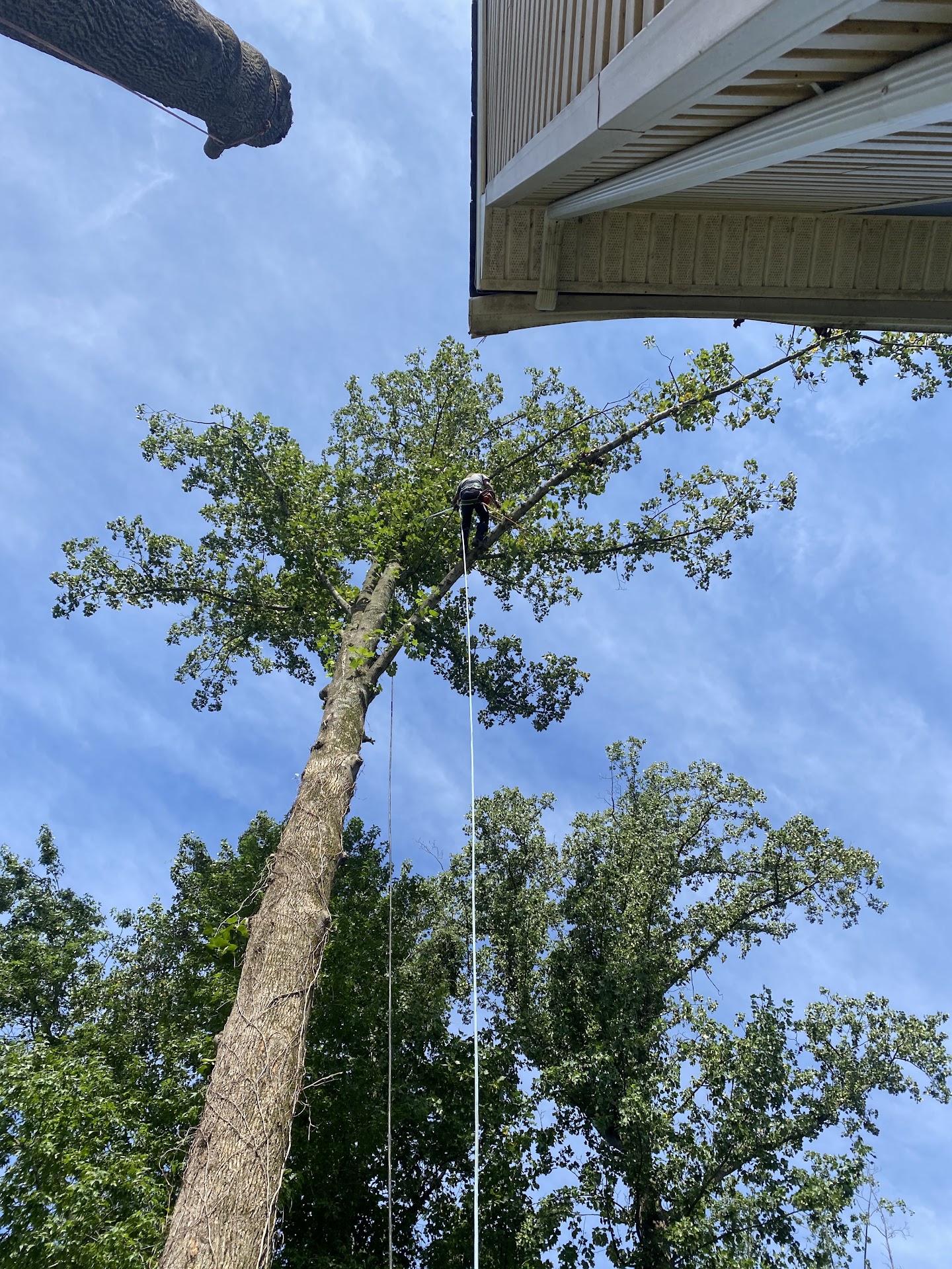 Barton's climber high in a standing tree next to a residential home — evaluating and working the tree in context