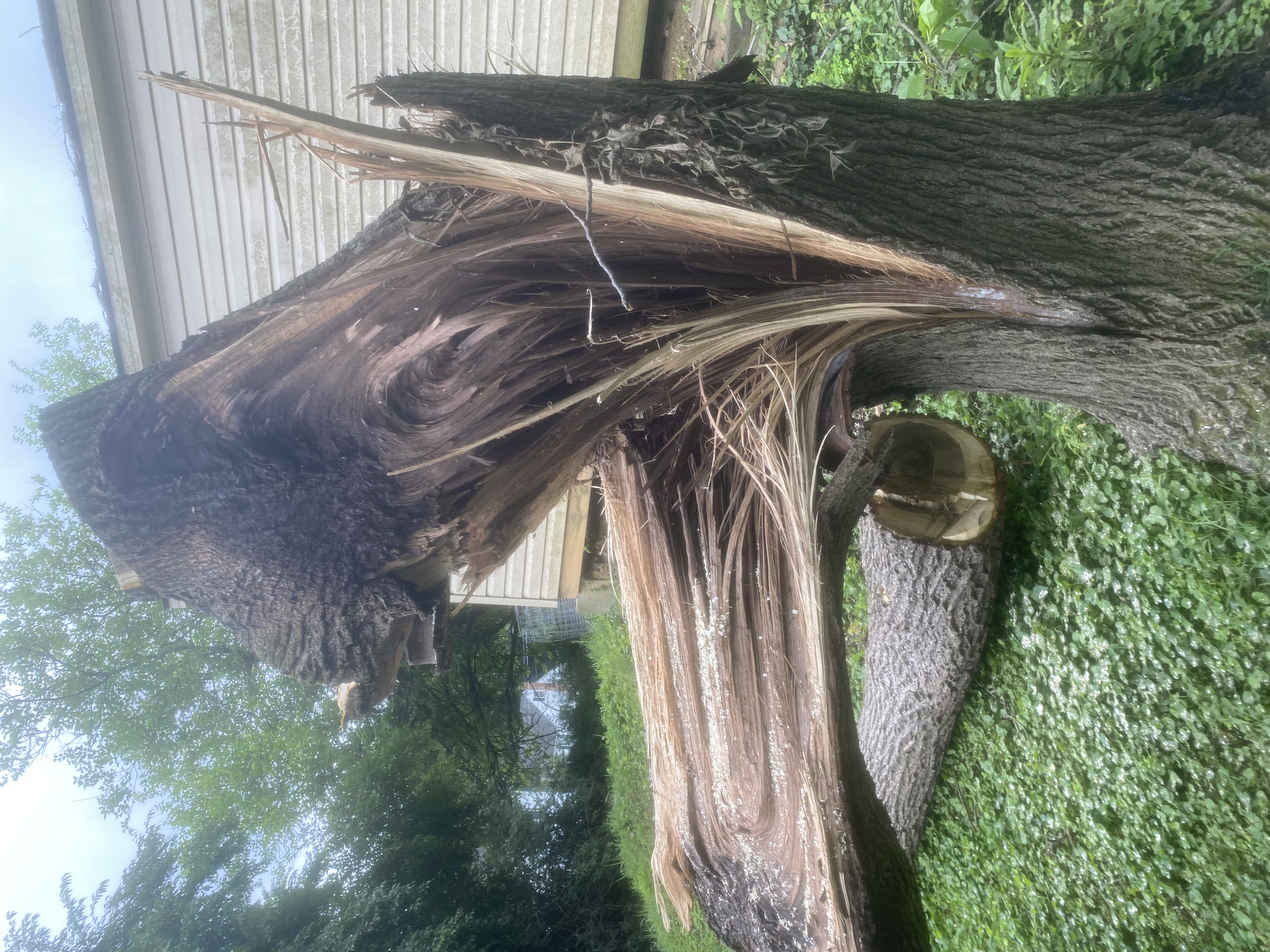A large tree trunk that has failed, showing exposed interior wood, positioned immediately adjacent to a residential structure