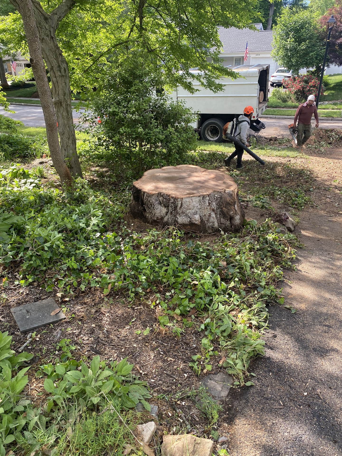 Stump grinding work by Barton's Tree Care